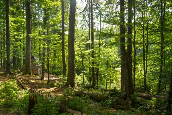 Krásné borovice na horách — Stock fotografie