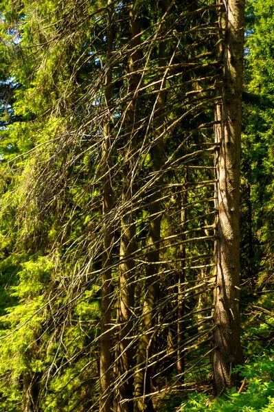 Schöne Kiefer auf den Bergen — Stockfoto