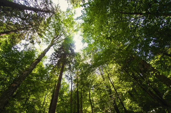 Schöne Kiefern auf den Bergen — Stockfoto