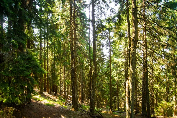 Bellissimi Pini Verdi Sulle Montagne Dei Carpazi Ucraina — Foto Stock