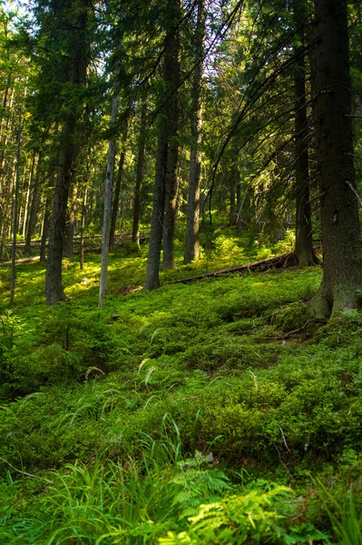 Bei pini sulle montagne — Foto Stock