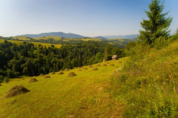 Vackra ängar på berg — Stockfoto