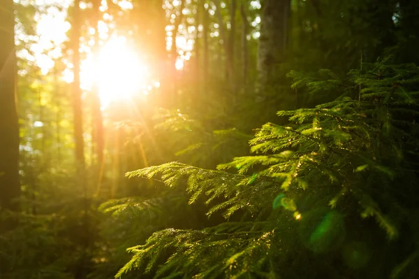 Schöne Grüne Kiefern Auf Den Karpaten Der Ukraine Die Sonne — Stockfoto