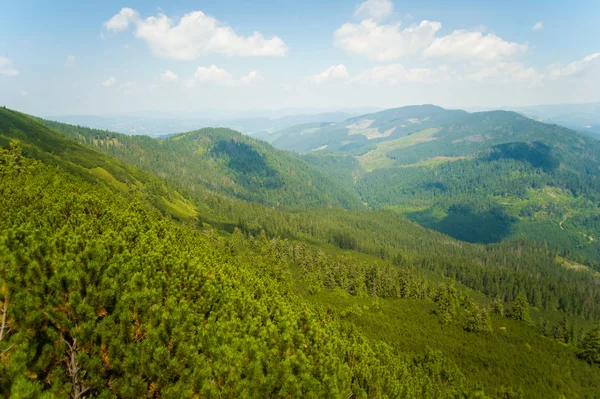 Bellissimi prati in montagna — Foto Stock