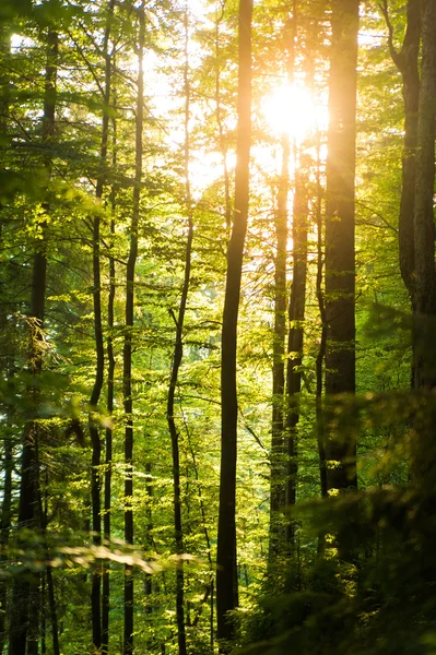 Belos pinheiros em montanhas — Fotografia de Stock