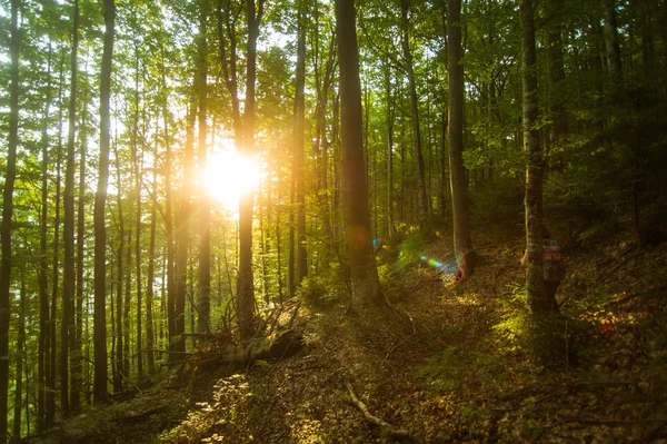 Vackra Gröna Pinjeträd Karpaterna Ukraina Solen Skiner Igenom Trädstammar — Stockfoto