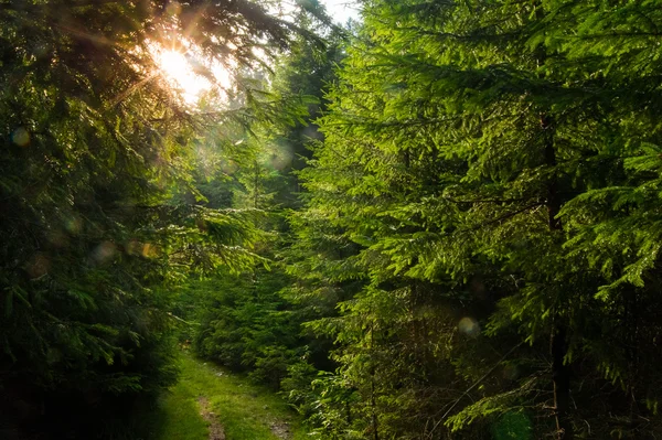 Vackra Gröna Pinjeträd Karpaterna Ukraina Solen Skiner Igenom Trädstammar — Stockfoto