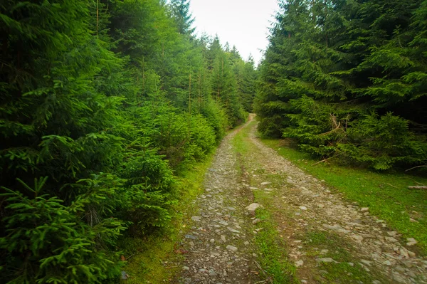 Krásné borovice na horách — Stock fotografie