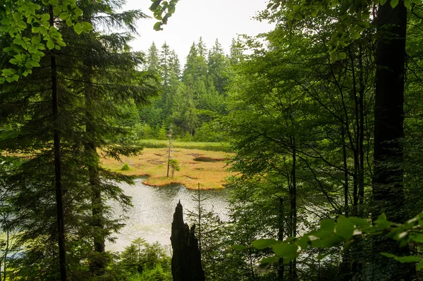 Hermoso Lago Verde Las Montañas Cárpatos Ucrania —  Fotos de Stock