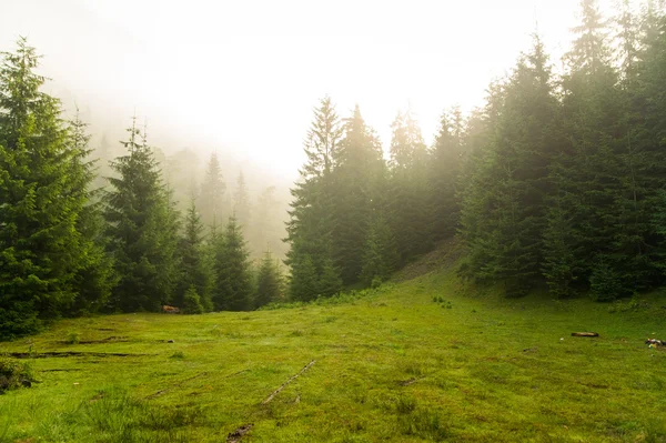 Beautiful pine trees on mountains — Stock Image Beautiful pine trees on mountains Royalty Free Stock Photos