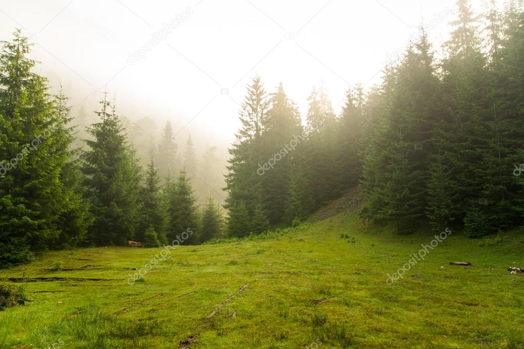 Beautiful pine trees on  mountains