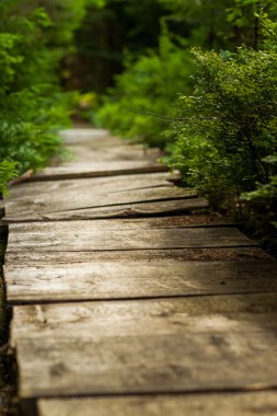 Güzel çam ağaçları dağların üzerinde