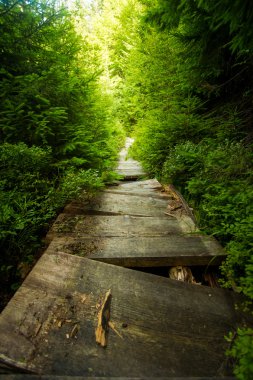 Güzel çam ağaçları dağların üzerinde