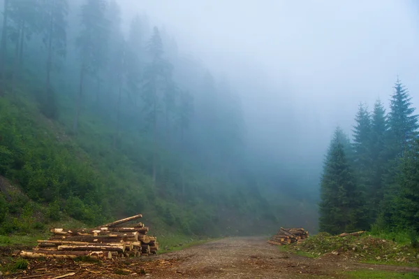 Beautiful pine trees on  mountains — Stock Photo, Image