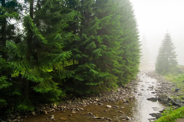 Schöne Kiefern auf den Bergen — Stockfoto