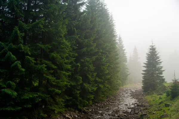 Prachtige pijnbomen op bergen — Stockfoto