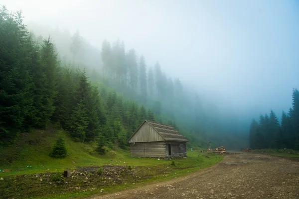 Beaux pins sur les montagnes — Photo