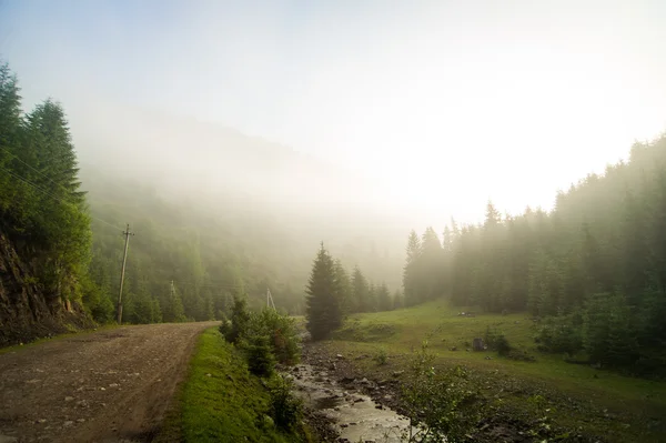 Beautiful pine trees on  mountains — Stock Photo, Image