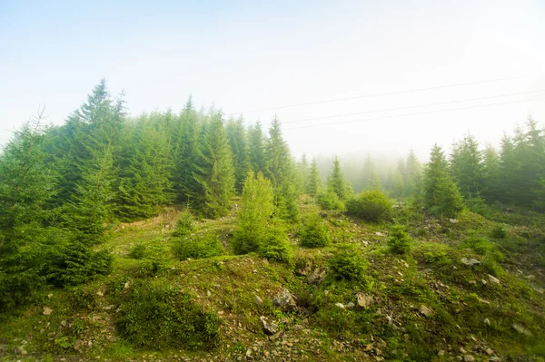 Bellissimi Pini Verdi Sulle Montagne Dei Carpazi Ucraina — Foto Stock