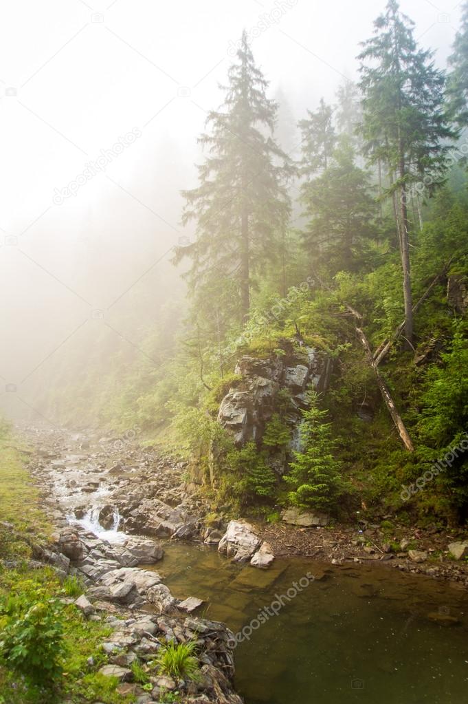 Beautiful pine trees on  mountains