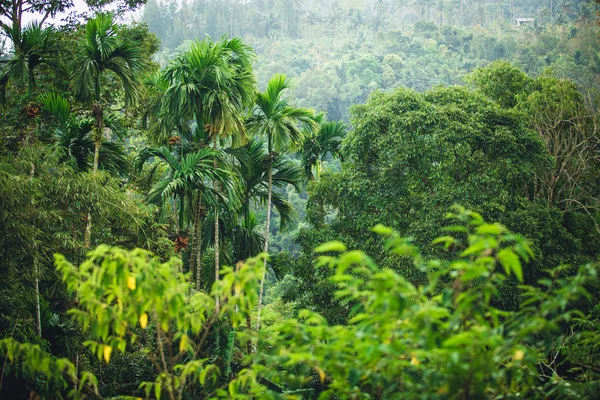 Jungle van Thailand — Stockfoto