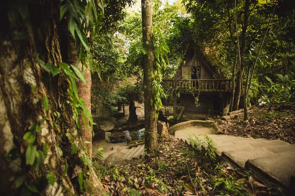 Jungle of Thailand — Stock Photo, Image