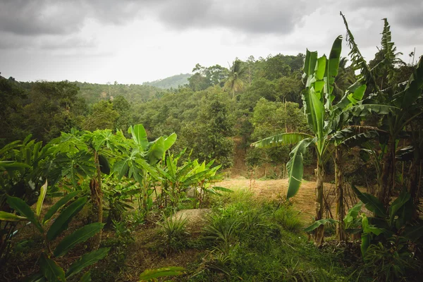 Giungla della Thailandia — Foto Stock