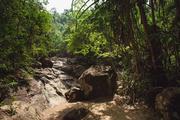 Jungle of Thailand — Stock Photo, Image
