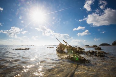 tropik sahil üzerinden günbatımı. 