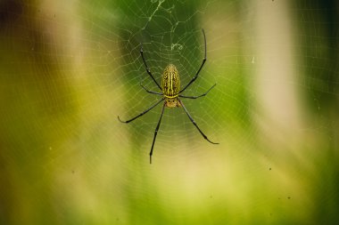 dişi Golden Web Spider 