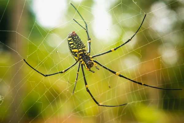 Γυναίκα Golden Spider Web — Φωτογραφία Αρχείου