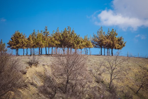 Paisaje con pinos en Georgia — Foto de Stock