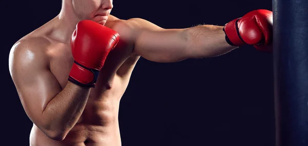 Junge Boxer boxen — Stockfoto