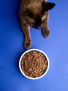 Kahverengi kedi, mavi arka planda bir kase kuru ev hayvanı yiyeceği. Beslenme, hayvan bakımı ve hayvan gıda markaları, sağlık kampanyaları ve sosyal medya için beslenme alışkanlıkları kavramı.