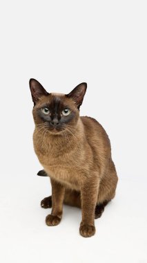 Kahverengi kedi beyaz arka plana odaklanmış gözlerle tetikte bekliyor. Hayvan merakı, evcil hayvan davranışları ve eğitim, veterinerlik ve reklam görselleri için kedi ilgisi kavramı.