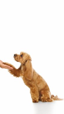 Gentle obedient Maltipoo giving paw to human hand with trustful gaze. Concept of training, bonding, and mutual affection for pet education, love, and communication visuals.