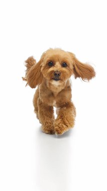 Neşeli Maltipoo kulakları çınlayan ve mutlu enerjisiyle ileri doğru koşuyor. Evcil hayvan markalaşması, yaşam tarzı pazarlaması ve eğitimsel görseller için hareket, neşe ve canlılık kavramı.