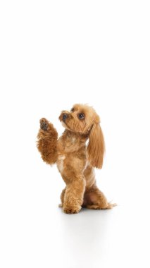 Umut dolu bir ifadeyle küçük, oyuncu Maltipoo patisini kaldırıyor. Hayvan eğitimi, yaşam tarzı ve reklam kullanımı için zeka, ilgi ve pozitif hayvan davranışları kavramı.