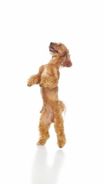 Kahverengi Maltipoo neşeli bir ifadeyle arka ayakları üzerinde duruyor. Eğitim, veterinerlik ve reklam kullanımı için itaat eğitimi, mutluluk ve akıllı köpek davranışı kavramı.