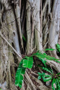 Banyan tree roots
