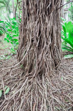 Banyan tree roots