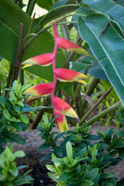 Flowers on the beach — Stock Photo, Image