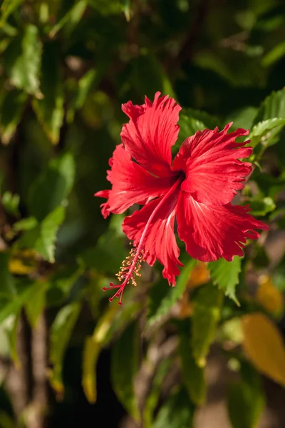 The red hibiscus flower — Stock Photo, Image