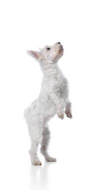 Beyaz arka planda izole edilmiş arka ayakları üzerinde duran beyaz teriyerler. Çeviklik, öğrenme, köpek eğitimi için motivasyon görseller, hayvan yarışmaları ve yarışma reklamları.