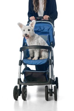 Bebek arabasındaki beyaz teriyeri iten kadın beyaz arka planda izole edilmiş. Günlük evcil hayvan bakımı, modern rahatlık, yaşam tarzı, seyahat ve aile reklamlarının sorumlu sahibi olma kavramı.