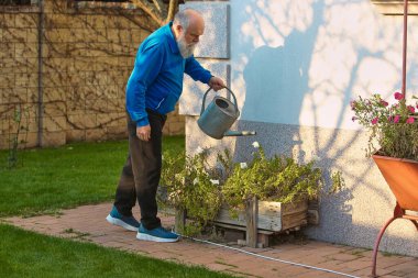 Kıdemli adam bahçesinde metal teneke kutuyla bitkileri suluyor. Günlük bahçe rutini, bitki sulama iş akışı ve barışçıl açık hava yaşam tarzı kavramı.