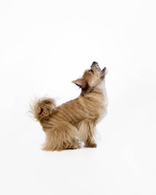 Beyaz arka plana bakan ilginç bir teriyer köpeği. Dikkat eğitimi, evcil hayvan merakı davranışları, etkileşimli oyuncaklar promosyon, hayvan bilimi içeriği ve eğitici hayvan pazarlama kavramı.