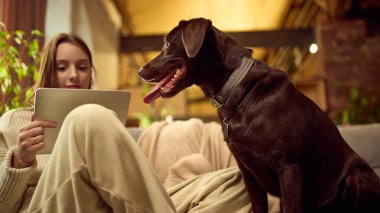 Köpekli kadın modern oturma odasındaki kanepede tablet kullanıyor. Uzak iş hayatı kavramı, evcil hayvan dostu ev, online hayvan alışverişi, dijital hizmetler, evde köpeklerle günlük yaşam..