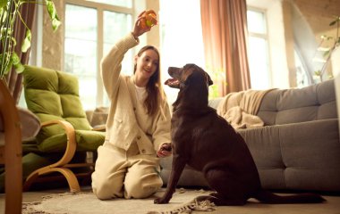 Köpek, ev sahibi kadınla oyuncaklarla oynuyor. Köpek oyuncağı reklamcılığı, evcil hayvan ürünü tanıtımı, aktif oyun saati, ev hayvanı eğlencesi ve nişan odaklı pazarlama kavramı.