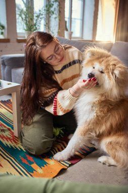 Kadın rahat oturma odasında pofuduk köpeği besliyor. Sorumluluk sahibi hayvan sahipliği, ev hayatı içeriği, evcil hayvan beslenme reklamları ve veterinerlik hizmetleri tanıtımı kavramı.